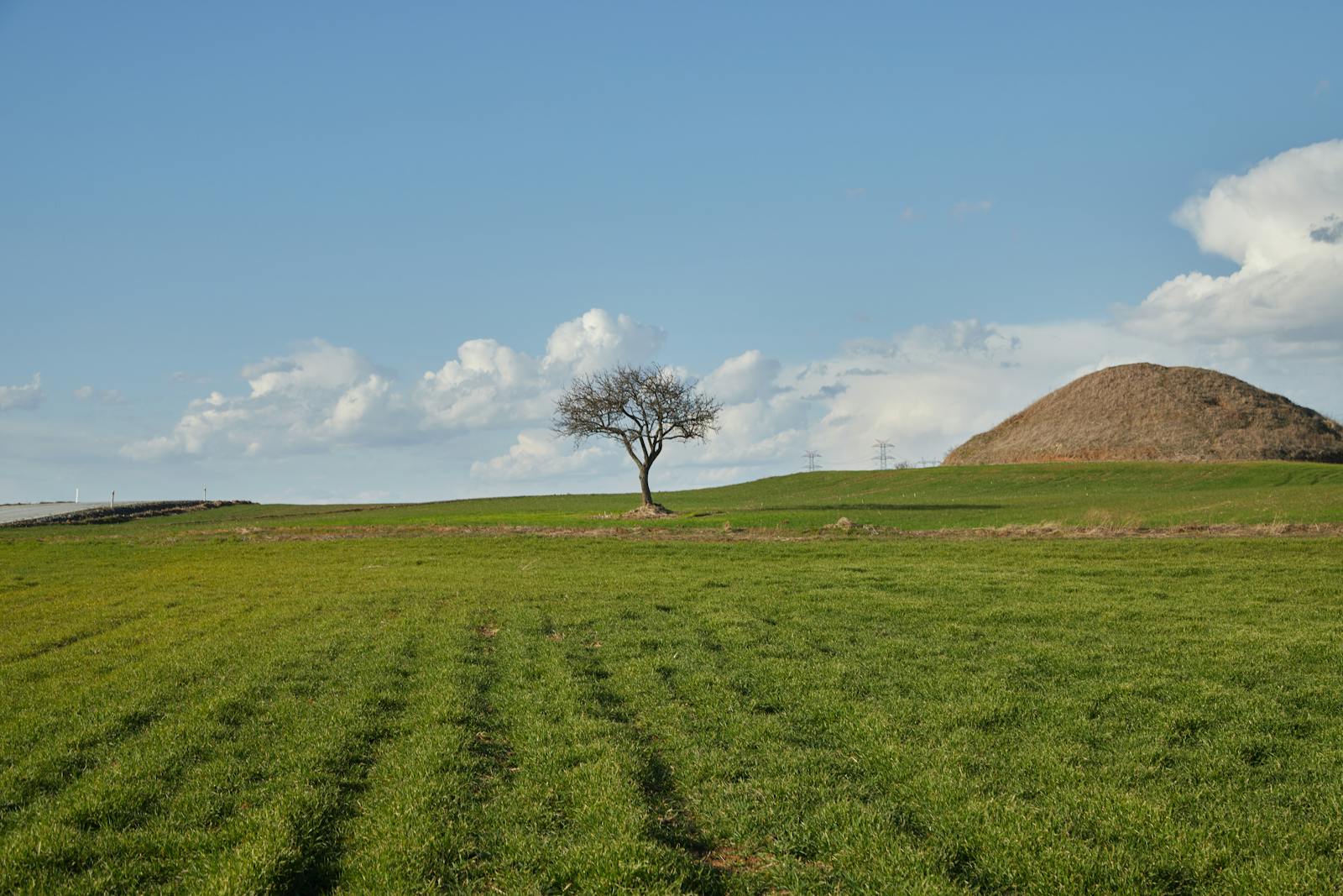 Captured in spring, a solitary tree stands amidst lush green fields under a bright blue sky.