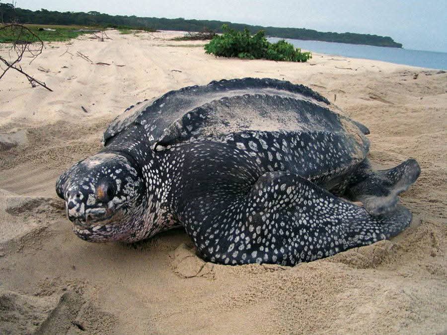 A majestic sea turtle resting on the sandy shores of Libreville, surrounded by the gentle waves and pristine coastal beauty