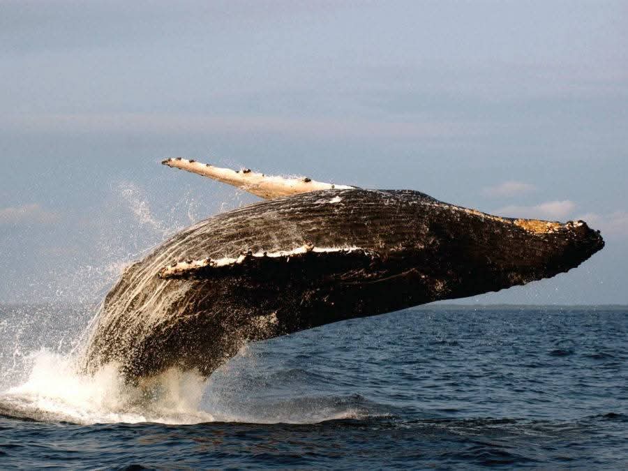Majestic humpback whale breaching above the ocean during a whale-watching tour, offering a spectacular marine wildlife experience