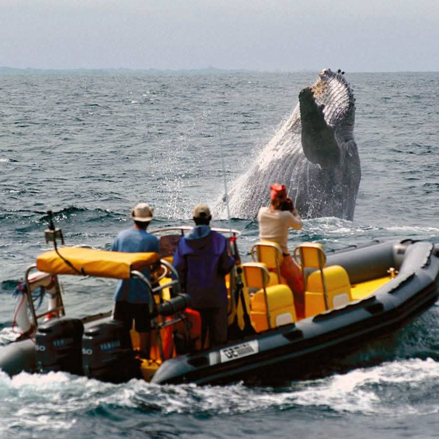 A majestic whale breaching the ocean surface near a tourist excursion boat off the coast of Libreville, Gabon.
