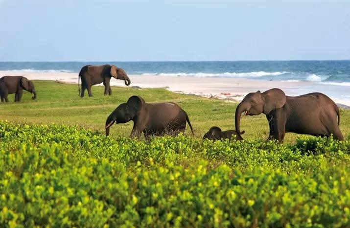 A herd of African elephants strolling along the sandy shores of Pointe Denis, Libreville, with the ocean waves gently rolling in the background.